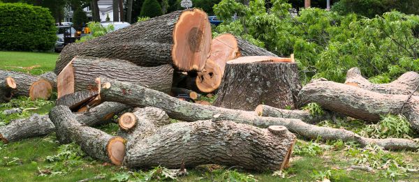 Large Tree Removal in Los Gatos