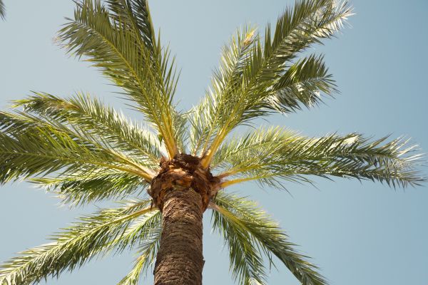 Palm Tree Removal in Los Gatos