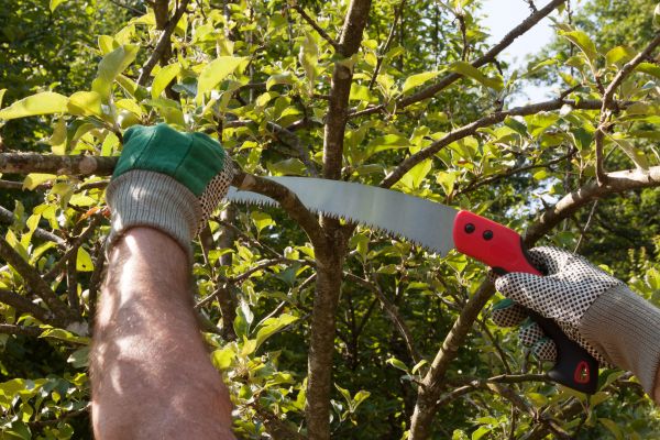 Small Tree Removal in Los Gatos