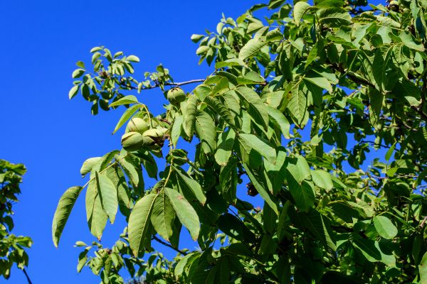 Walnut Tree Removal in Los Gatos