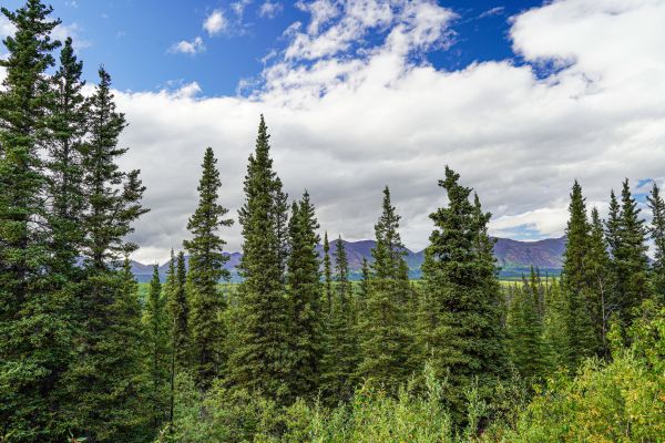 Cost of Spruce Tree Removal in Los Gatos