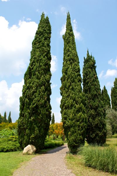 Cypress Tree Removal in Los Gatos