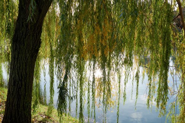 Willow Tree Removal in Los Gatos