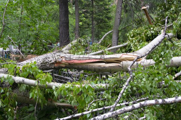 Cost of Birch Tree Removal in Los Gatos