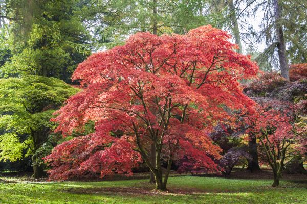Maple Tree Removal in Los Gatos