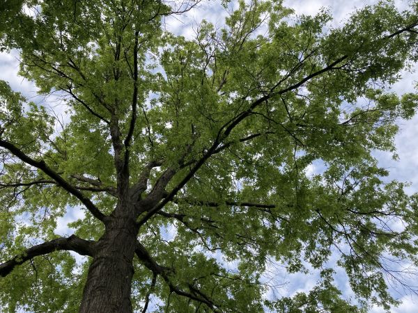 Oak Tree Removal in Los Gatos