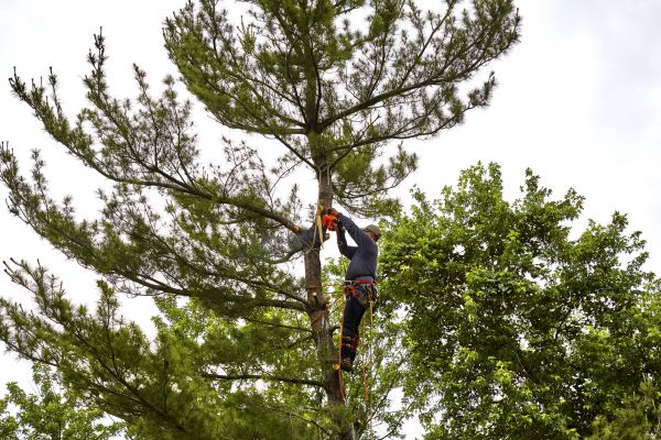 Pine Tree Removal in Los Gatos