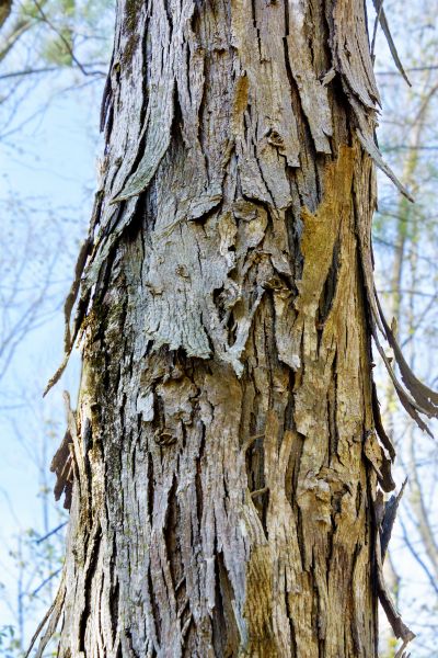 Cost of Hickory Tree Removal in Los Gatos