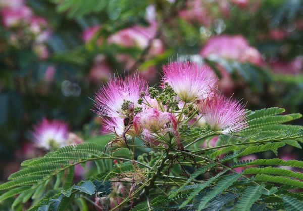 Cost of Mimosa Tree Removal in Los Gatos