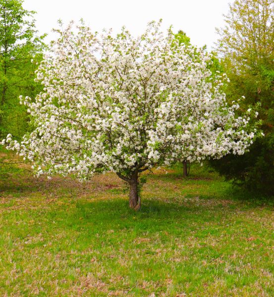 Cost of Dogwood Tree Removal in Los Gatos