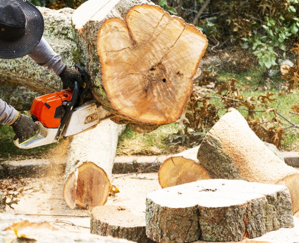 Tree Removal Service in Los Gatos