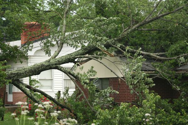 Emergency Tree Removal in Los Gatos