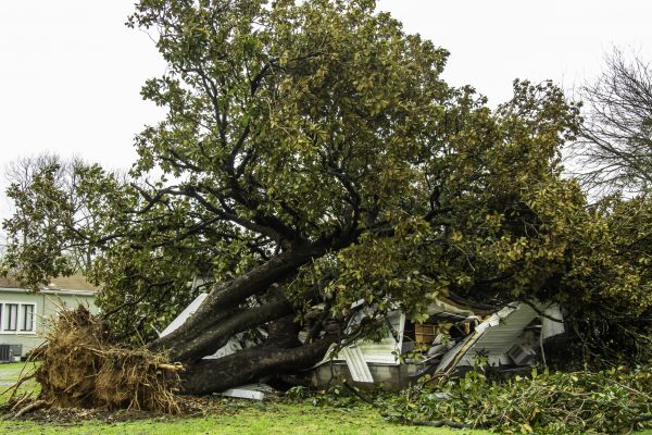 Fallen Tree Removal in Los Gatos