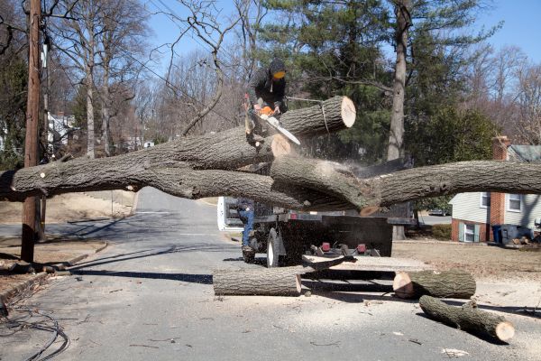 Residential Tree Removal in Los Gatos