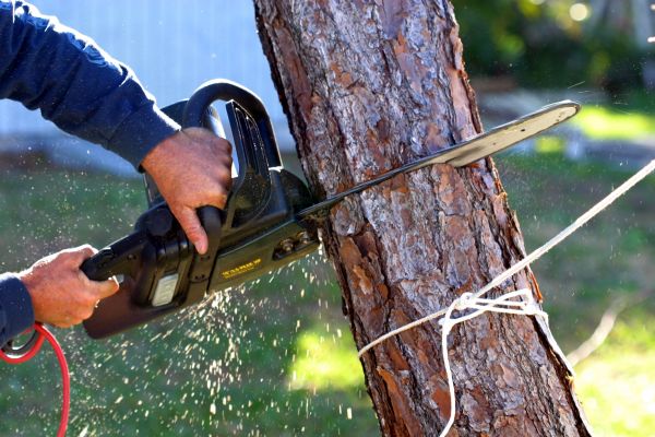 Dead Tree Removal in Los Gatos