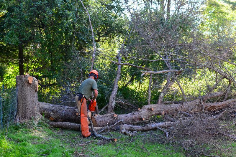 Cypress Tree Removal