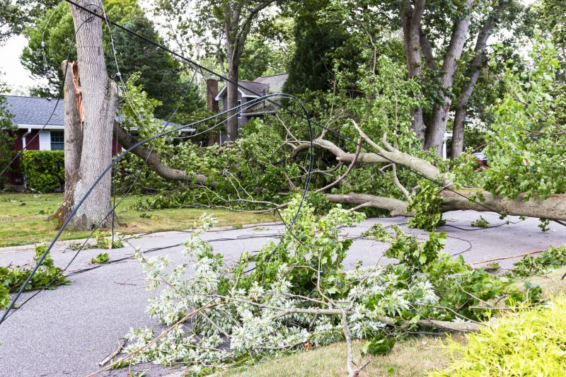 Fallen Tree Blocking Driveway