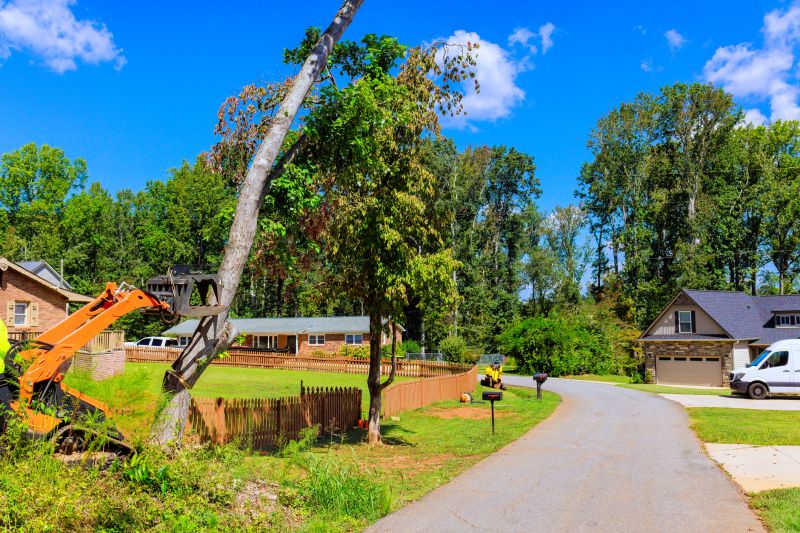 Tree Removal in Winter