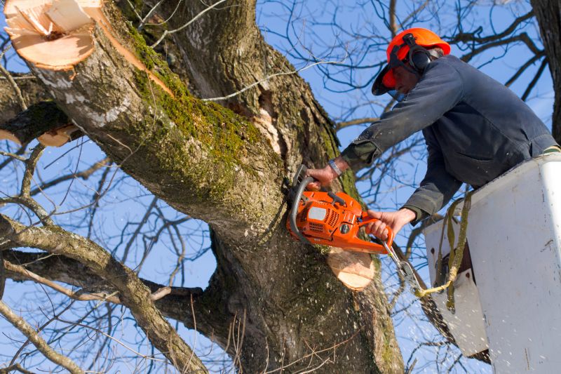 Specialized Tree Care Teams